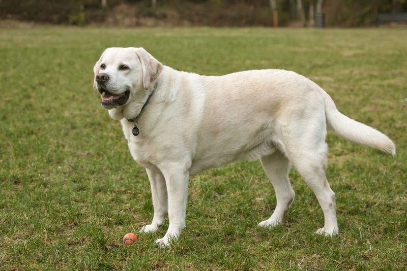 Labrador Retriever