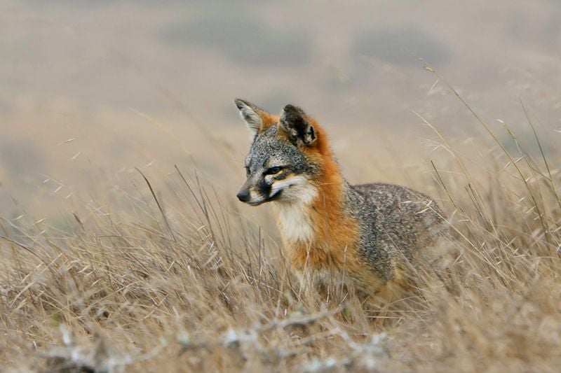 Island Fox (Urocyon littoralis)