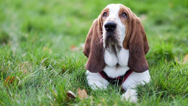 Basset Hound: The Low-Rider With High Appeal