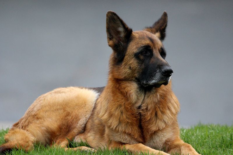 Guarding Instincts