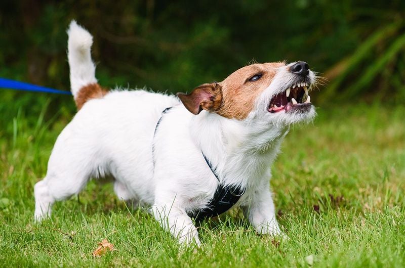 Growling Can Be Communication, Not Aggression