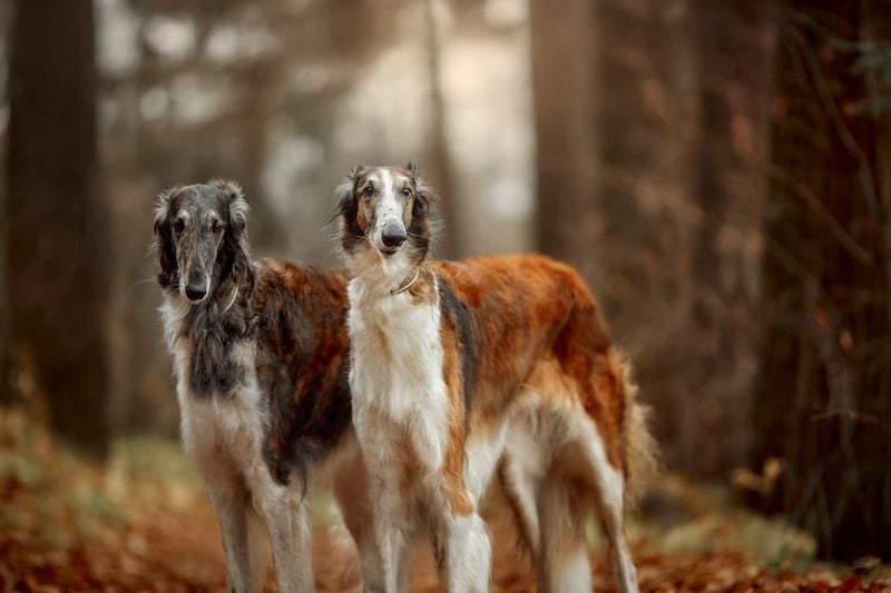 Borzoi: The Aristocratic Hunter