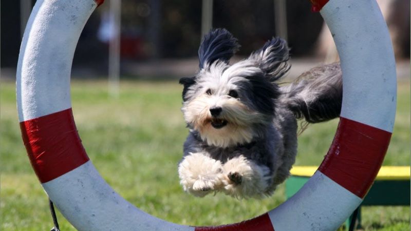 Havanese