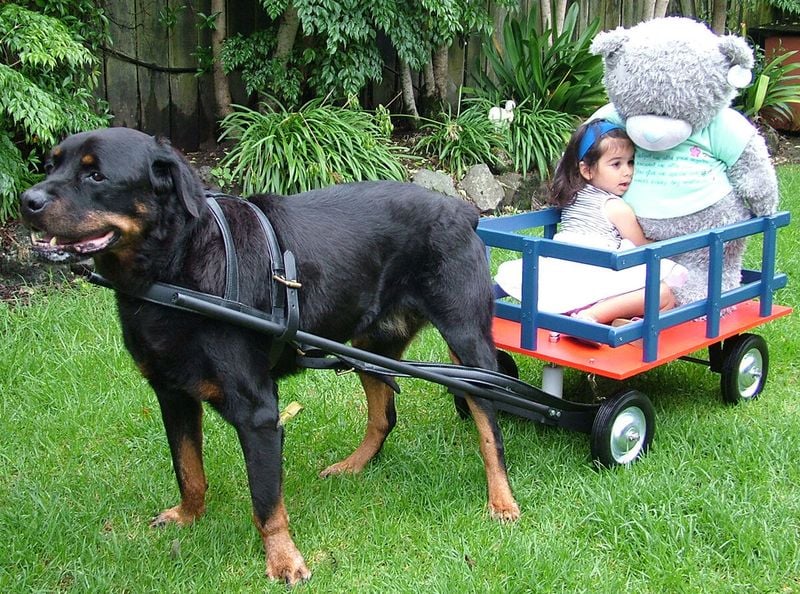 Rottweiler