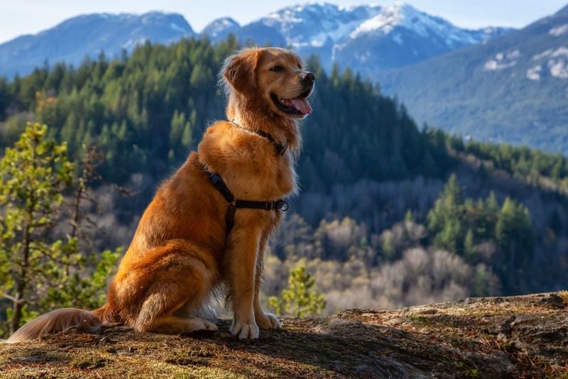 Canadian Golden Retriever