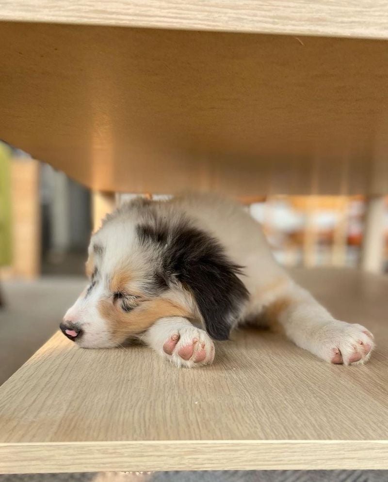 Decreased Interest in Play or Walks