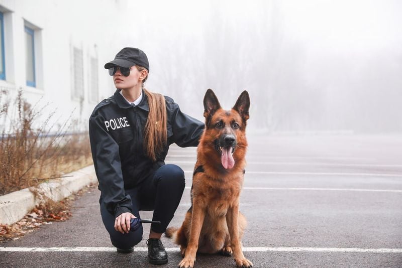 German Shepherd