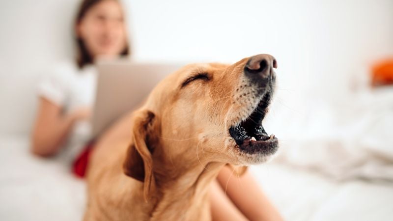 Manage Barking Before It Drives Neighbors Crazy