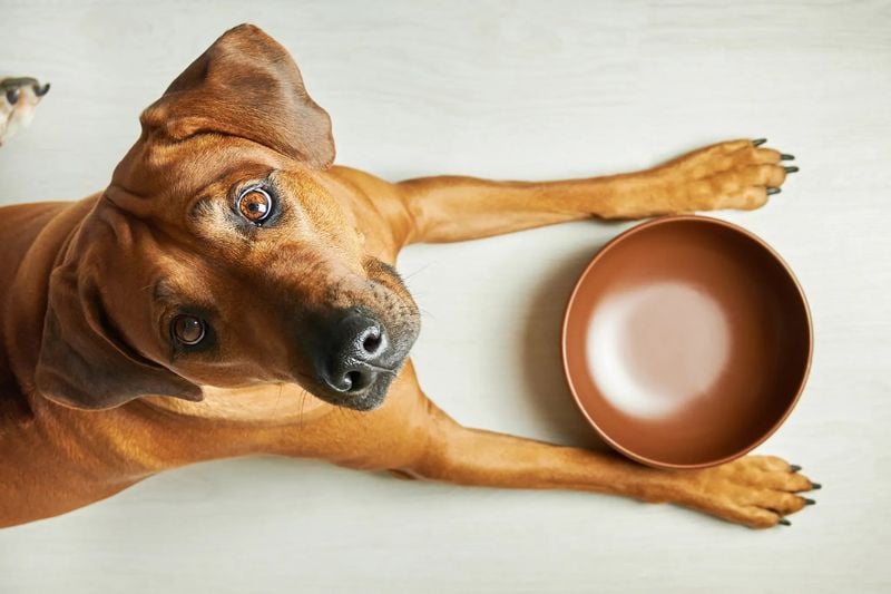 Food Allergies: When Dinner Becomes Dangerous