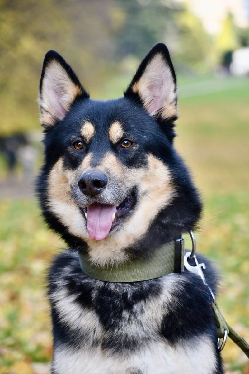 Shepsky – German Shepherd × Husky