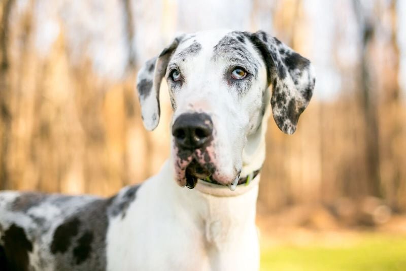Great Danes: Sensitive Souls in Towering Bodies