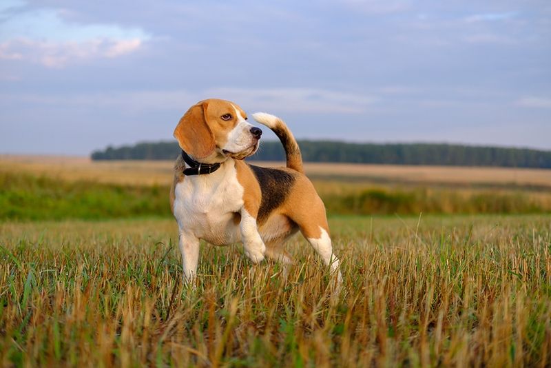 Beagle: The Merry Little Hound