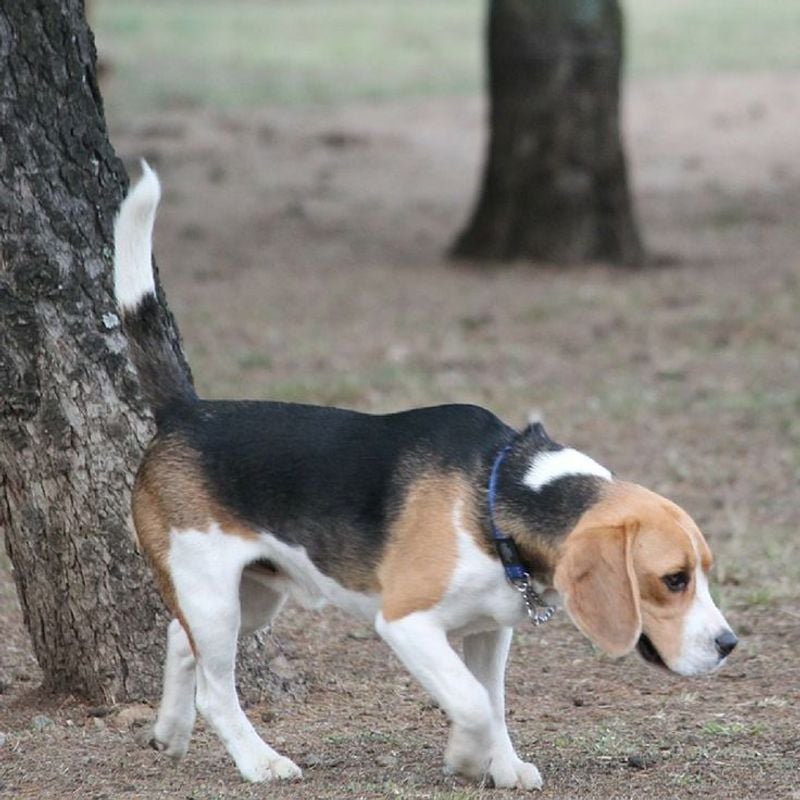 Ignoring Your Dog's Body Language