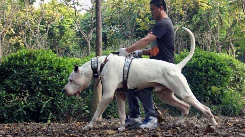 Alangu Mastiff