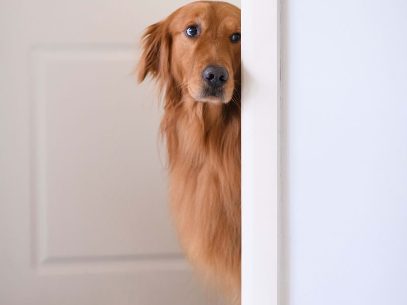 Golden Retriever: The Bathroom Bodyguard