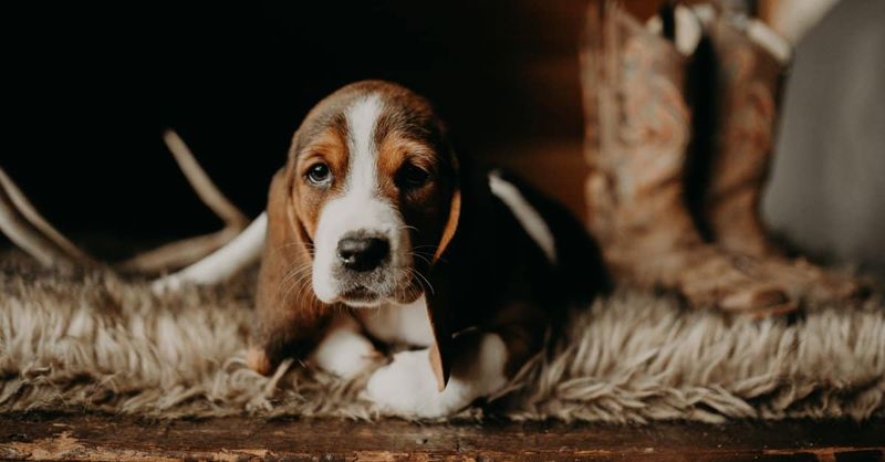Basset Hound: The Droopy-Faced Charmer
