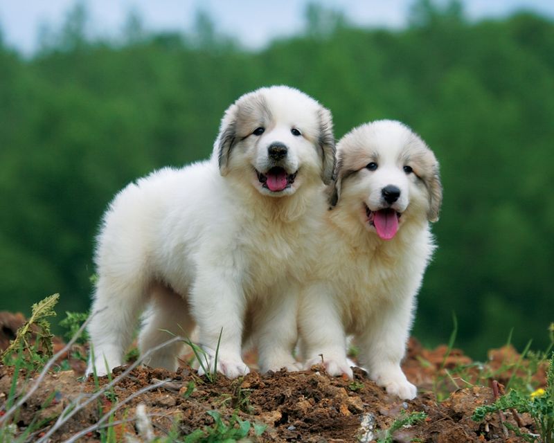Great Pyrenees
