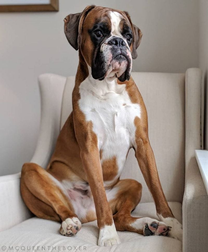 Boxer