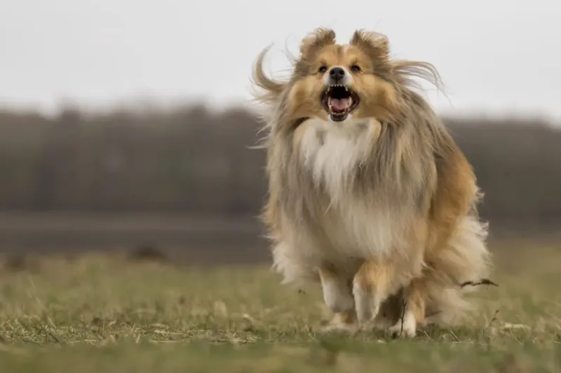 Shetland Sheepdog