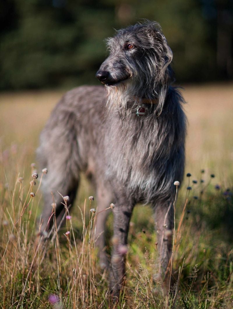Scottish Deerhound