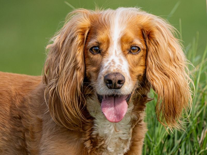 Cocker Spaniel: The Merry Charmer