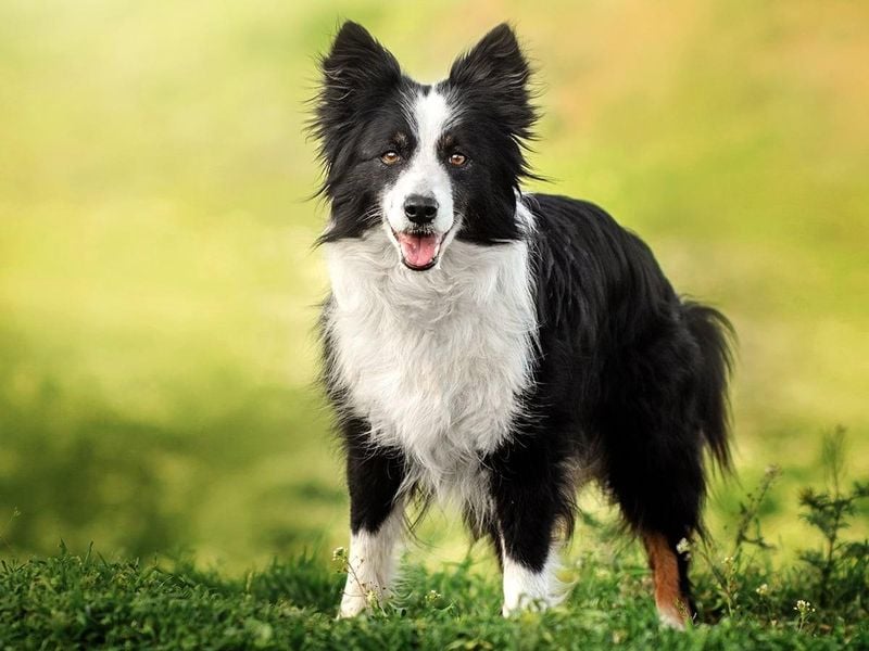 Border Collies: Too Smart for Their Own Good