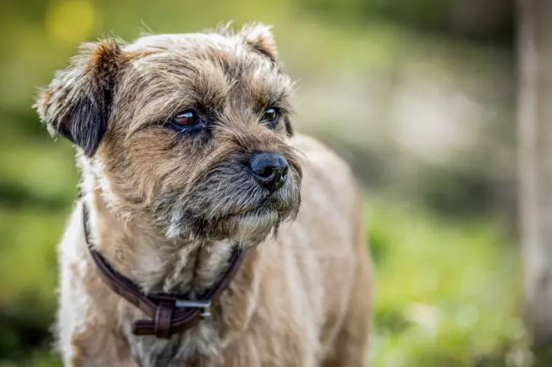 Border Terrier