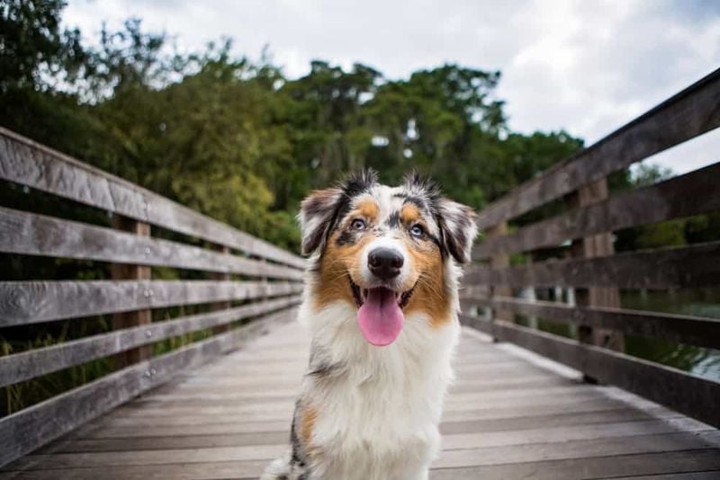 Australian Shepherd