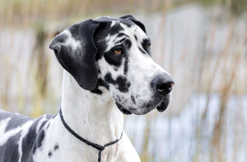 Great Dane: The Gentle Emotional Giant