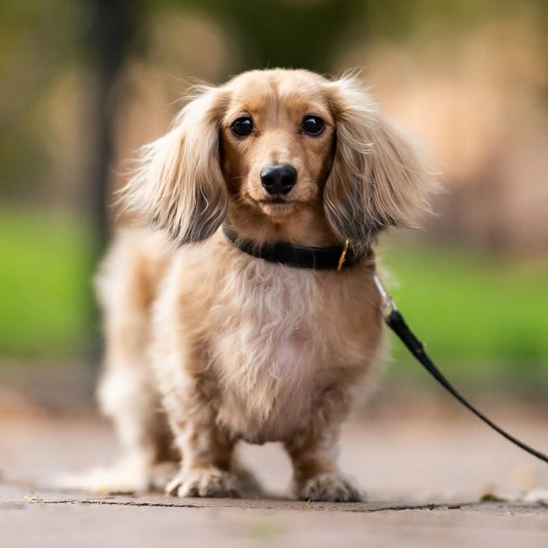 Dachshund's Dental Dilemmas