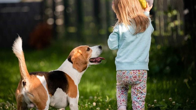 Beagle