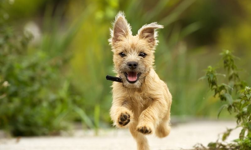 Cairn Terrier