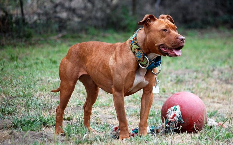 Pit Bull Terrier (various strains)