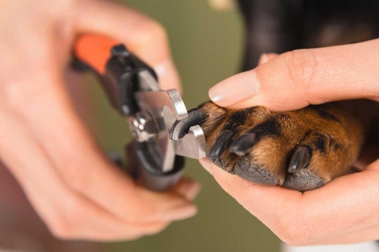 Image showcasing 13 Genius Tricks to Make Trimming Your Dog’s Nails Way Less Stressful