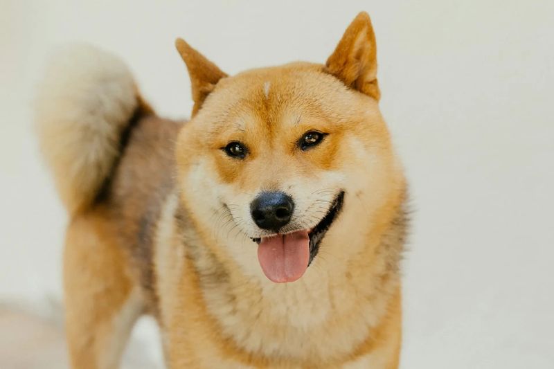 Shiba Inu: The Cat-Dog with Attitude