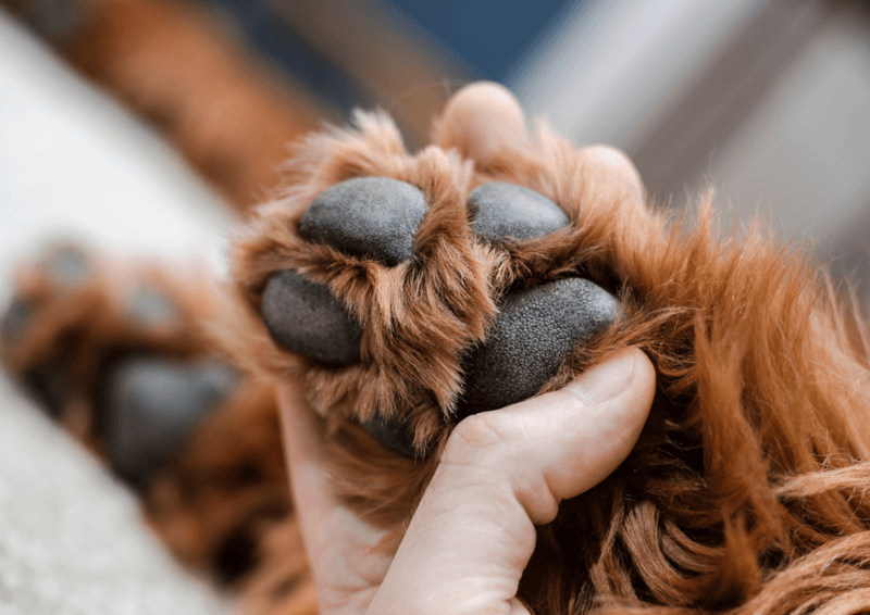 Paw-Only Perspiration
