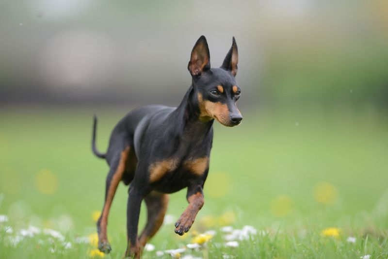 Manchester Terrier (Toy)