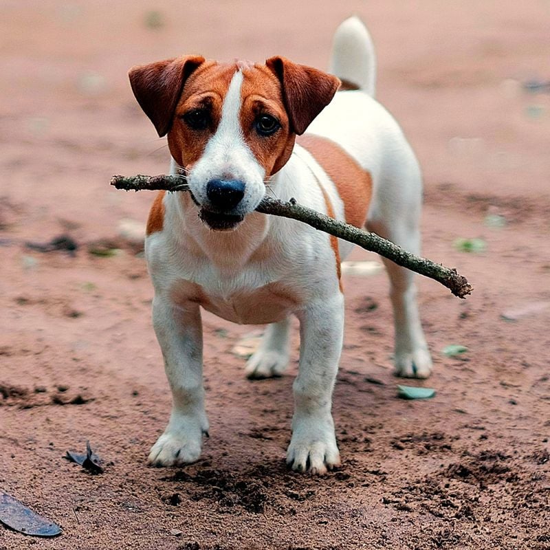 Jack Russell Terrier