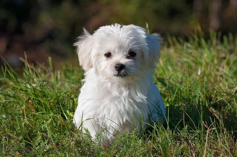 Maltese