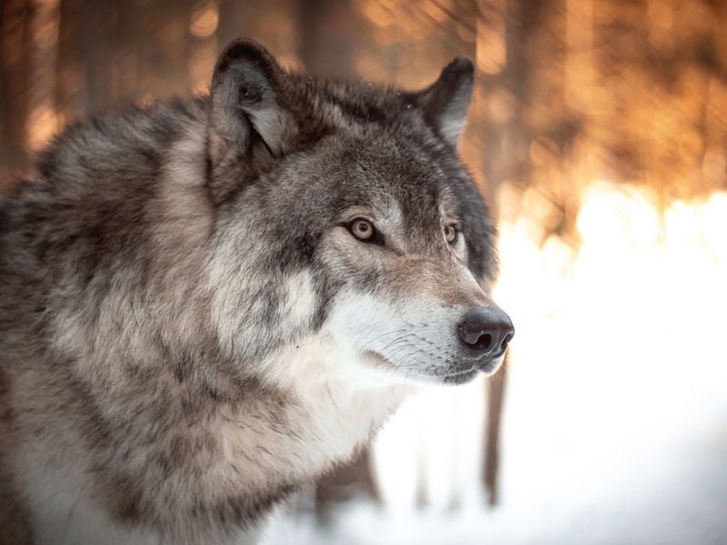 Wolf Ancestry Hidden in Plain Sight