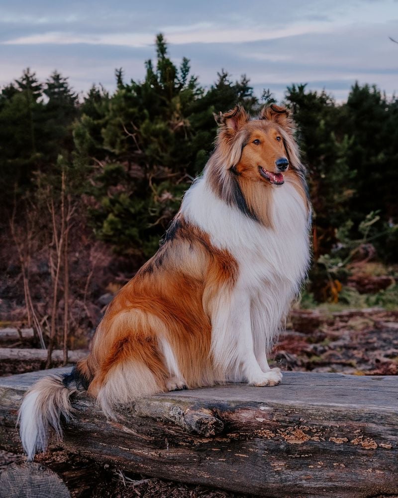 Rough Collie: The Lassie-Style Luxurious Locks