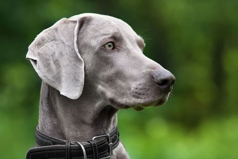 Weimaraner: Silver Shadows With Separation Anxiety