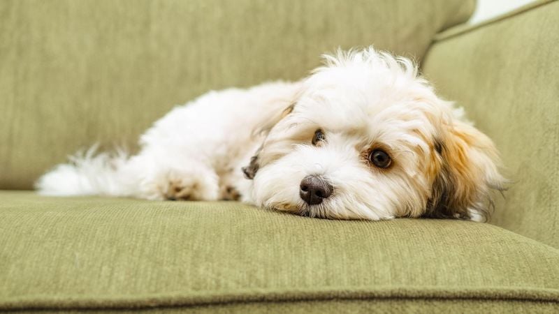Havanese: The Velcro Dog That Melts in Distress