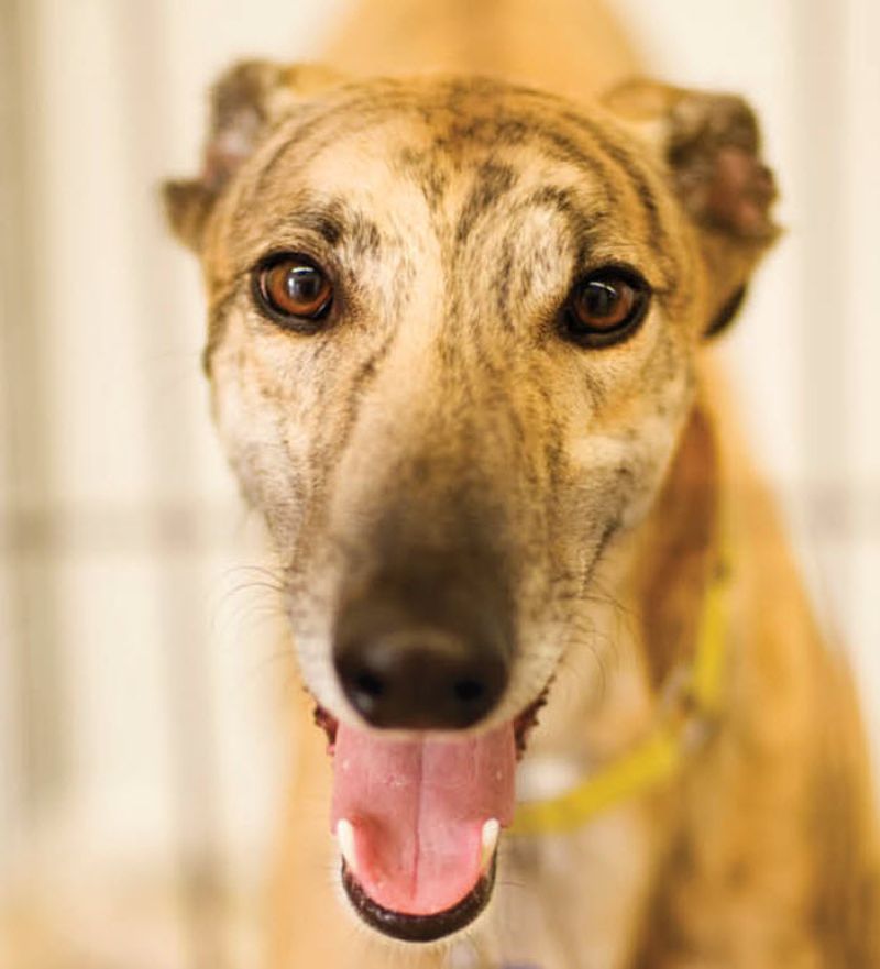Greyhound