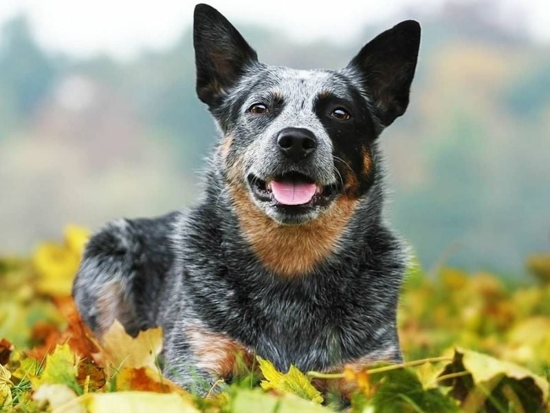Australian Cattle Dog: Herding with a Bite