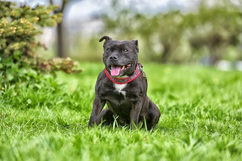 Staffordshire Bull Terrier: The Misunderstood Cuddle Monster