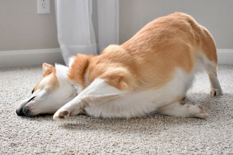 Scratching or Rubbing Against Furniture