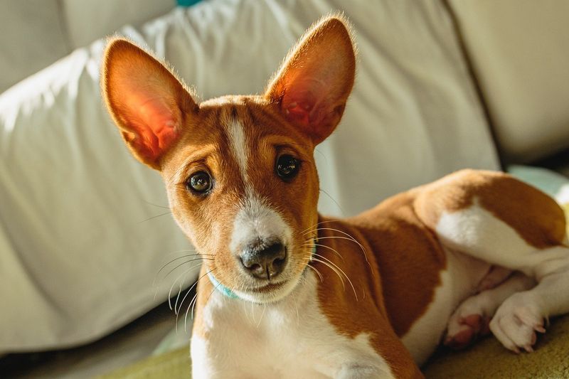 Basenji: The Barkless Troublemaker