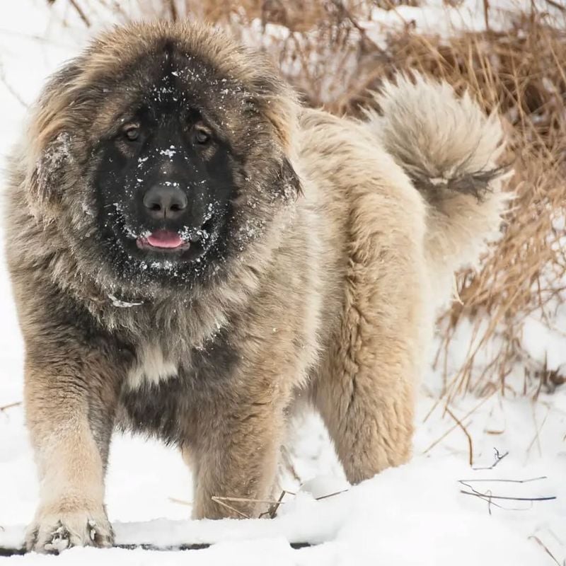 Caucasian Shepherd: The Living Fence