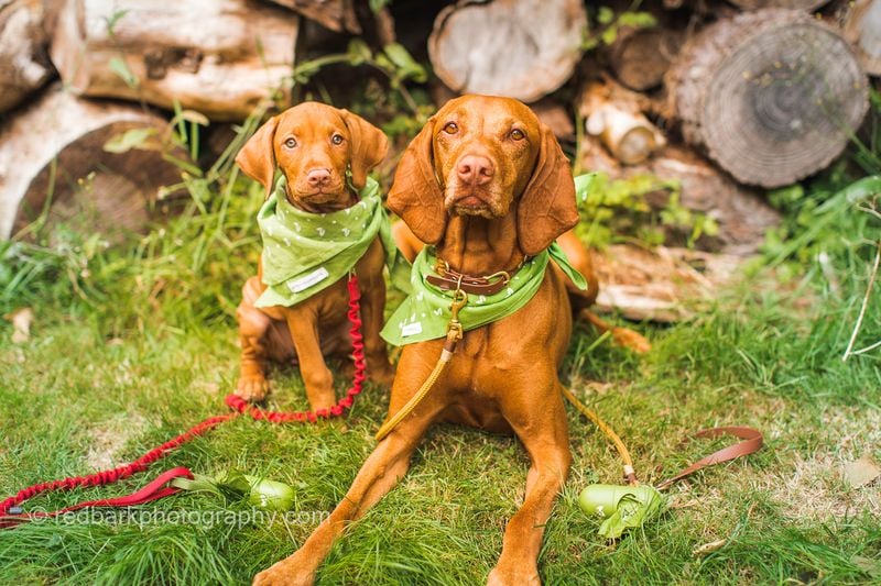 Vizsla: The Velvet Shadow